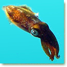 Cephalopoda