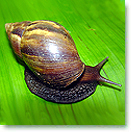 Gastropoda