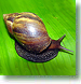 Gastropoda